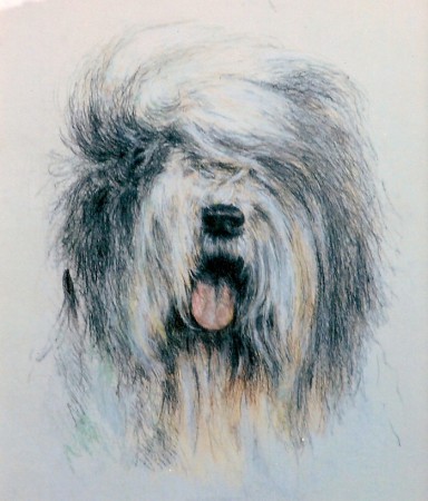 Tête de bobtail.