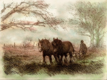 Chevaux e trait.